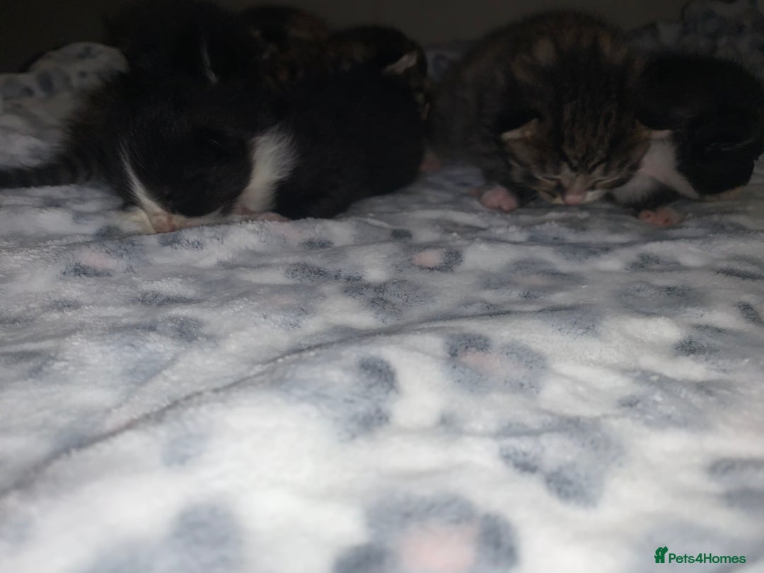 Mixed Breed cats for sale: Bright tabby’s and black kittens  - Advert 21