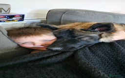 German Shepherd dogs for sale: ACE AND LUNA - Image 25