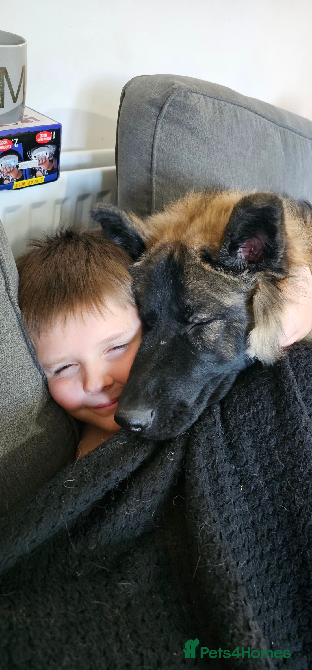 German Shepherd dogs for sale: ACE AND LUNA - Image 25