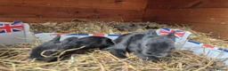 Lionhead rabbits for sale: Double Mane Lionhead Bunnies  - Advert 12