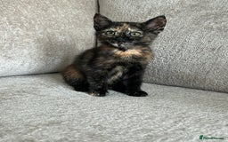 Mixed Breed cats for sale: 6 beautiful kittens ready now (4 left) - Image 15