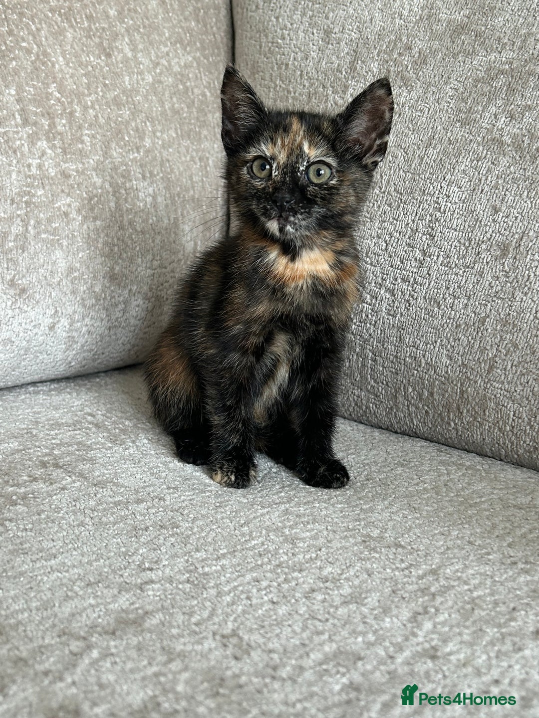 Mixed Breed cats for sale: 6 beautiful kittens ready now (4 left) - Image 15