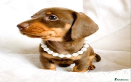 Miniature Dachshund dogs for sale: READY NOW PRA CLEAR DACHSHUND PUPPIES - Image 3