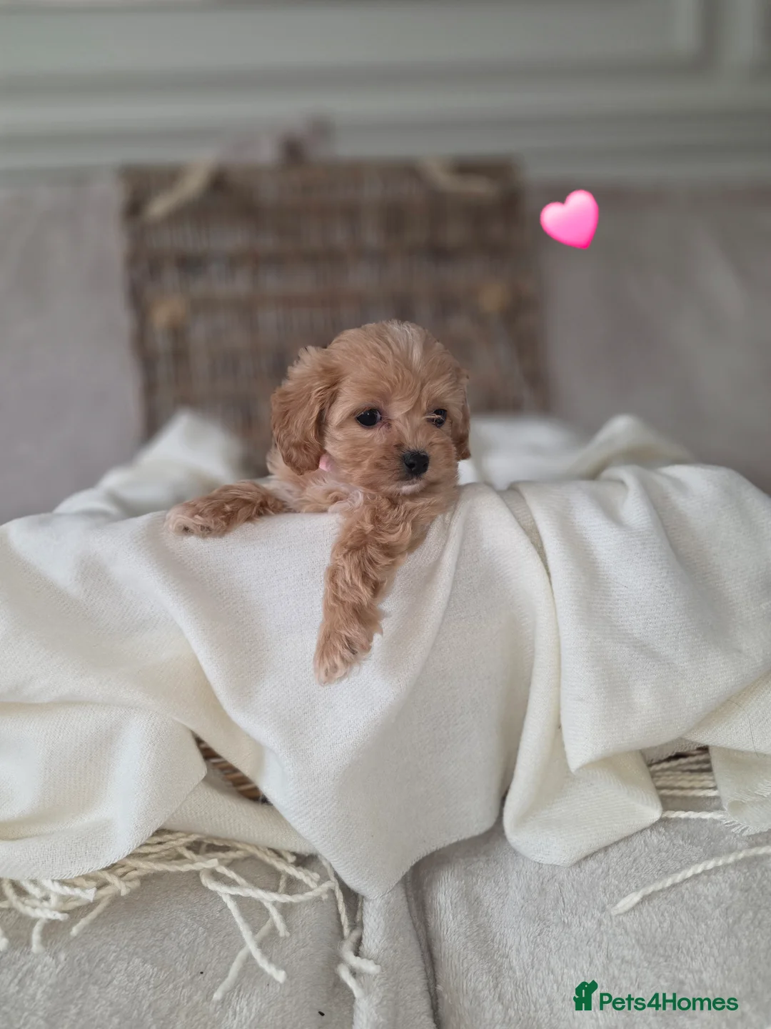 Maltipoo dogs for sale: Five gorgeous multi-poo puppies 3boys 2 girls - Advert 27