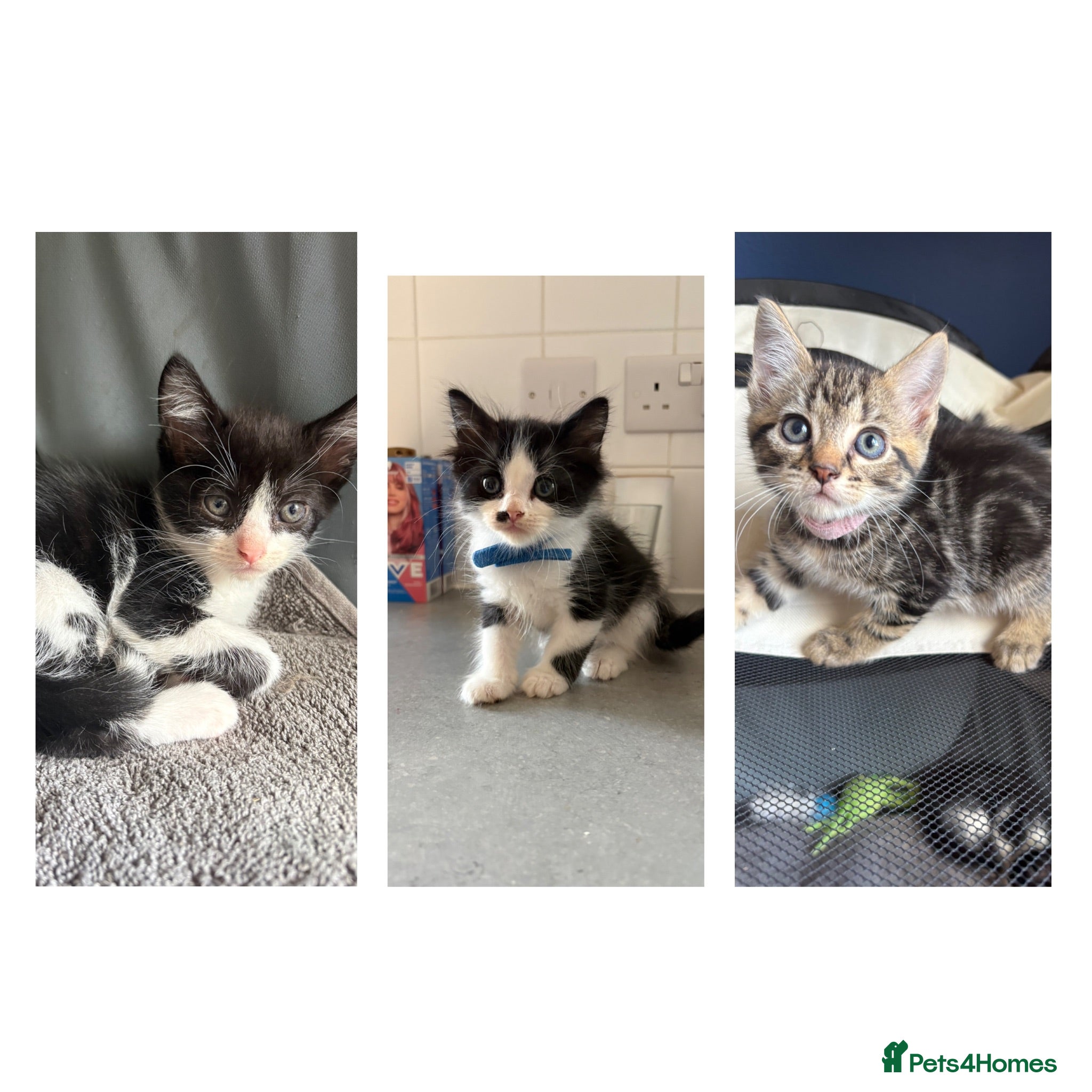 Mixed Breed cats Beautiful kittens for sale *3 remaining* - Advert 14