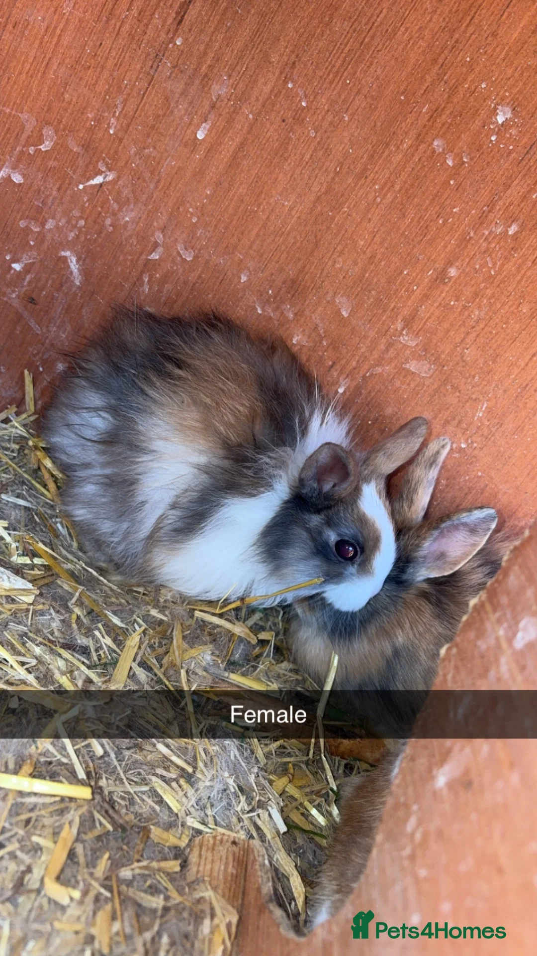 Mixed Breed rabbits for sale: Lion head cross baby’s  - Advert 5