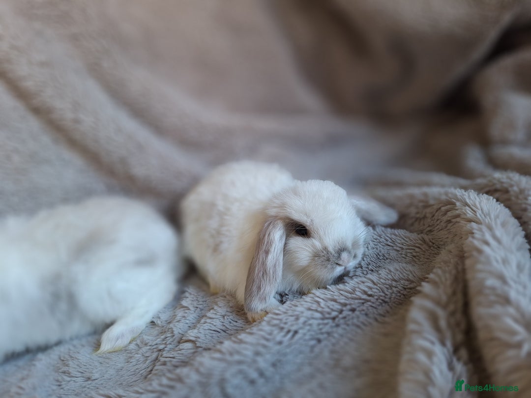 Mini Lop rabbits for sale: Beautiful pure breed mini lops  - Image 9