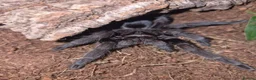 Tarantulas invertebrates for sale: various tarantulas for sale - Advert 3