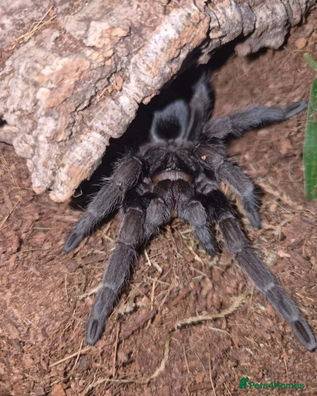 Tarantulas invertebrates for sale: various tarantulas for sale - Advert 3