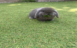 Mini Lop rabbits for sale: 6 beautiful baby mini lop bunnies 🐰  - Image 4