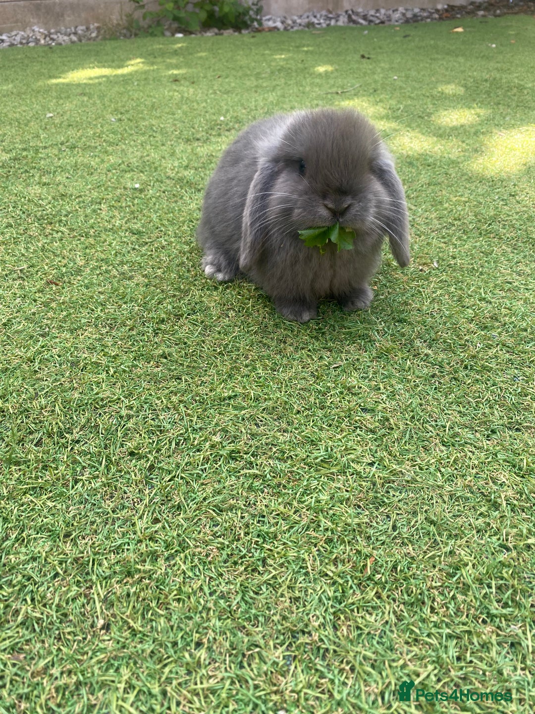 Mini Lop rabbits for sale: 6 beautiful baby mini lop bunnies 🐰  - Image 4