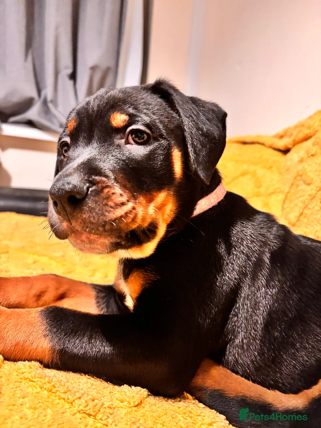 Mixed Breed dogs for sale: Rottweiler cross mixed breed - Advert 17
