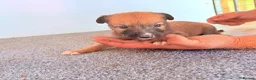 Mixed Breed dogs for sale: Collie bull greyhound  in Darlington - Advert 13