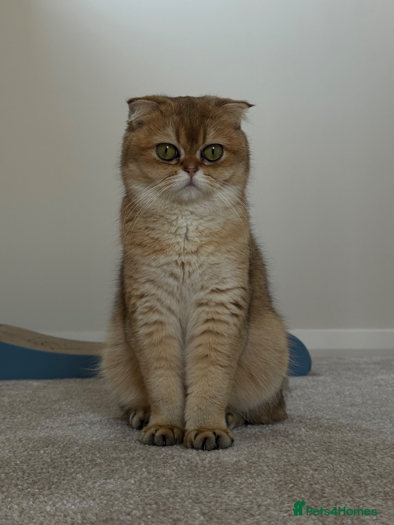 British Shorthair cats Scottish golden chinchilla ready for new homes  - Advert 1