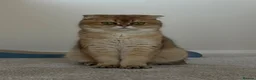 British Shorthair cats for sale: Scottish golden chinchilla ready for new homes  - Advert 4