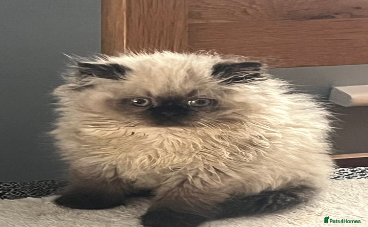 Persian cats - Advert 1