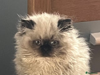 Persian cats - Advert 6