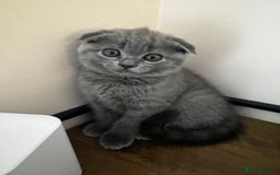 British Shorthair cats for sale: BeautifulScottish folds Ready now! Quality kittens - Image 28