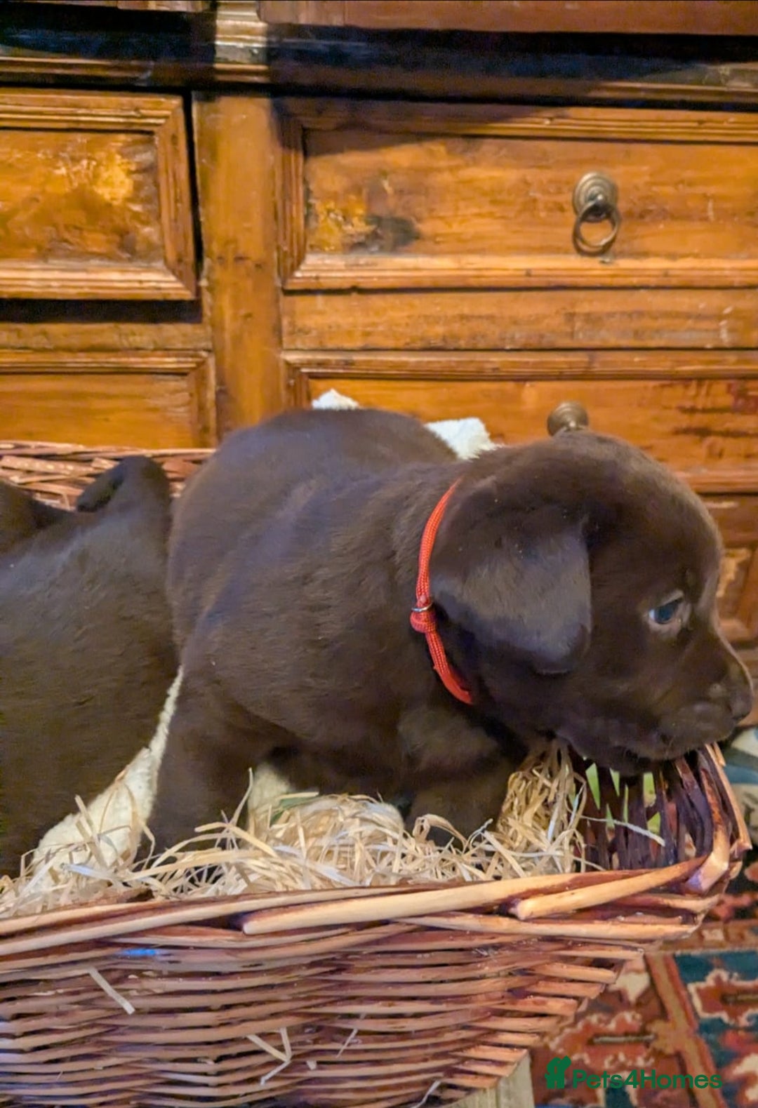 Labrador Retriever dogs for sale: 6 Adorable Chocolate Labs for Sale - Image 7