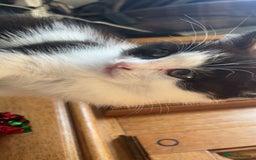 Mixed Breed cats for sale: 6 mixed breed / british shorthair kittens - Image 3