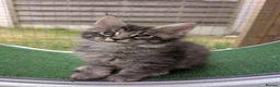 Maine Coon cats for sale: Tica registered mainecoons  - Advert 32