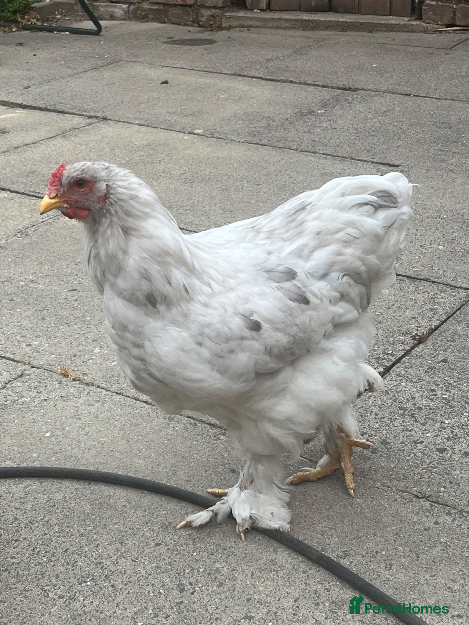 Chickens poultry Brahma Rooster Cockerel  - Advert 1