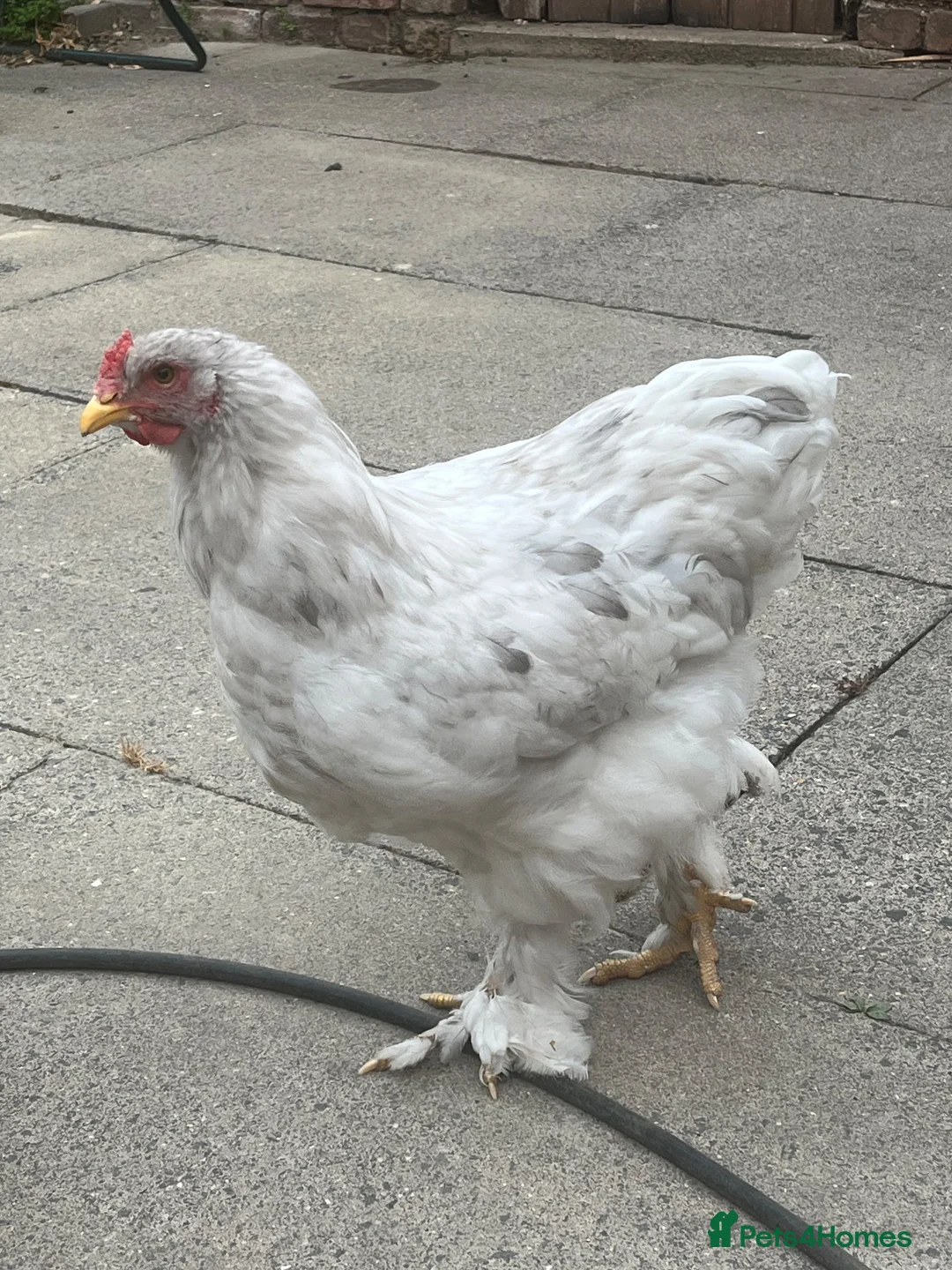 Chickens poultry for sale: Brahma Rooster Cockerel  - Advert 1