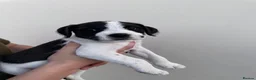 Mixed Breed dogs for sale: Labrador X Whippet Lurcher Puppies 🐶 - Advert 19