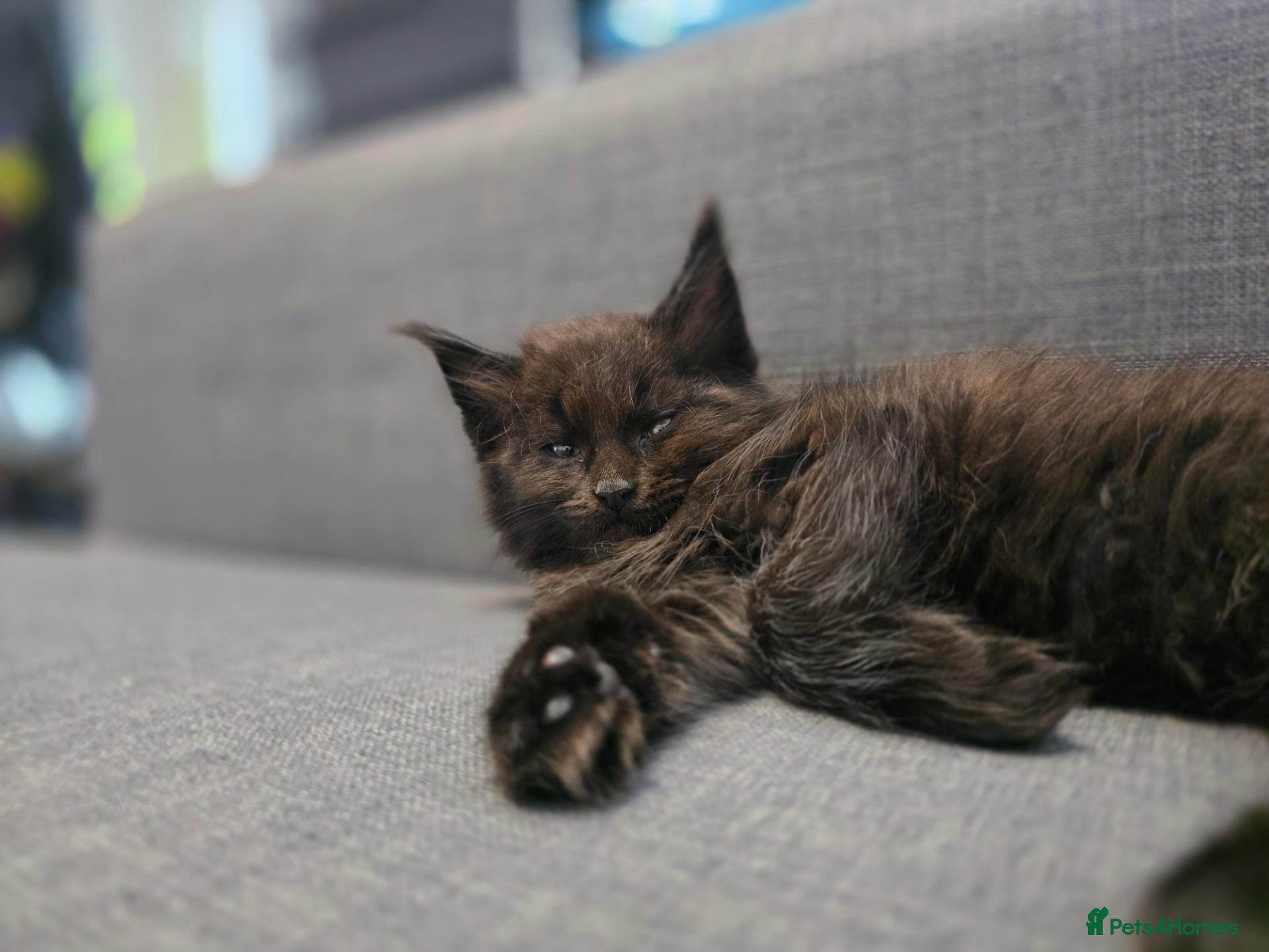 Maine Coon cats 🐾 Beautiful Maine Coon Kittens 🐾 - Advert 1