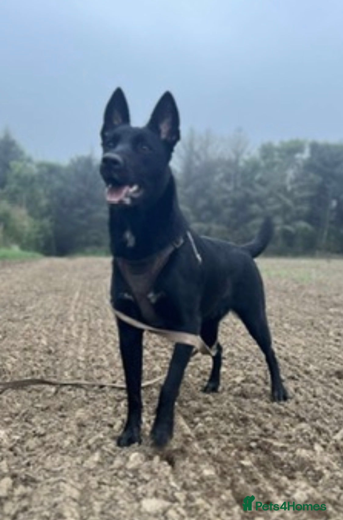 Belgian Shepherd Dog dogs MALI PUPPIES  - Advert 12