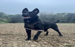 Belgian Shepherd Dog dogs for sale: MALI PUPPIES  - Advert 1