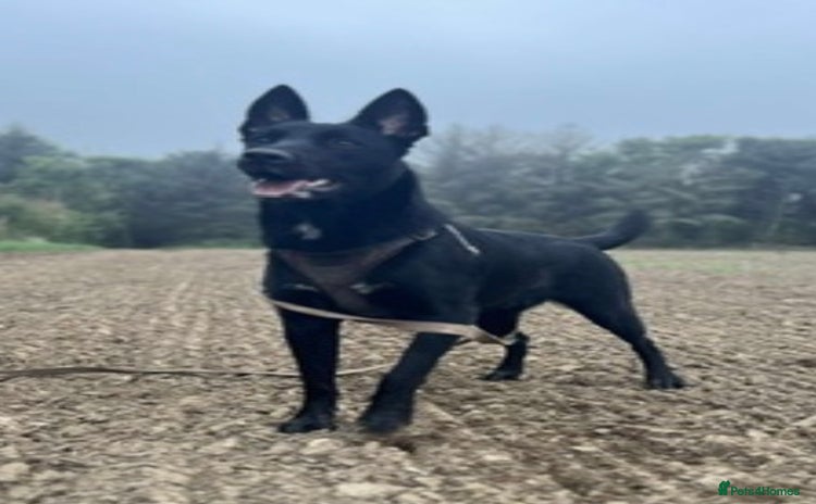 Belgian Shepherd Dog dogs MALI PUPPIES  - Advert 15