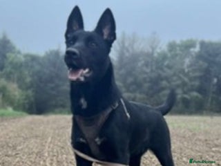 Belgian Shepherd Dog dogs MALI PUPPIES - Advert 3