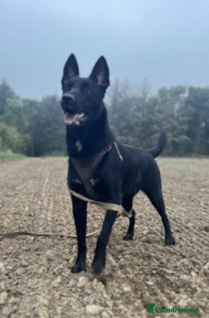 Belgian Shepherd Dog dogs MALI PUPPIES - Advert 2