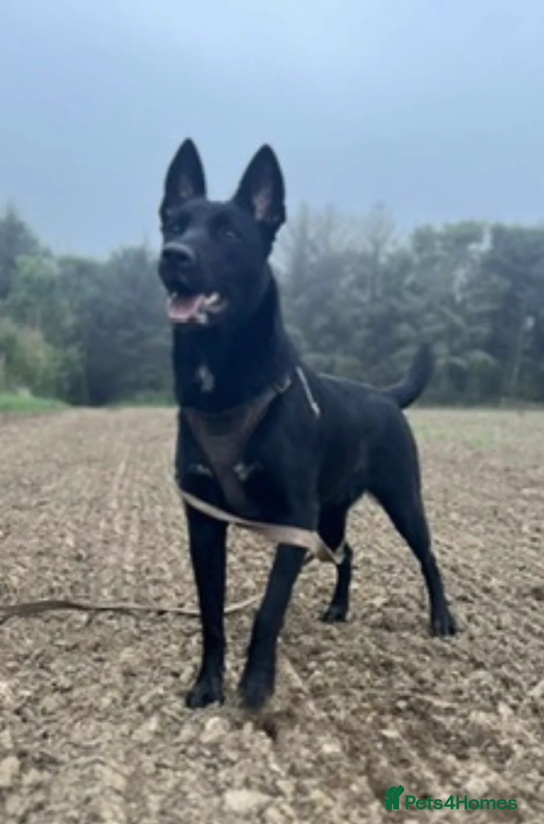 Belgian Shepherd Dog dogs for sale: MALI PUPPIES  - Advert 1