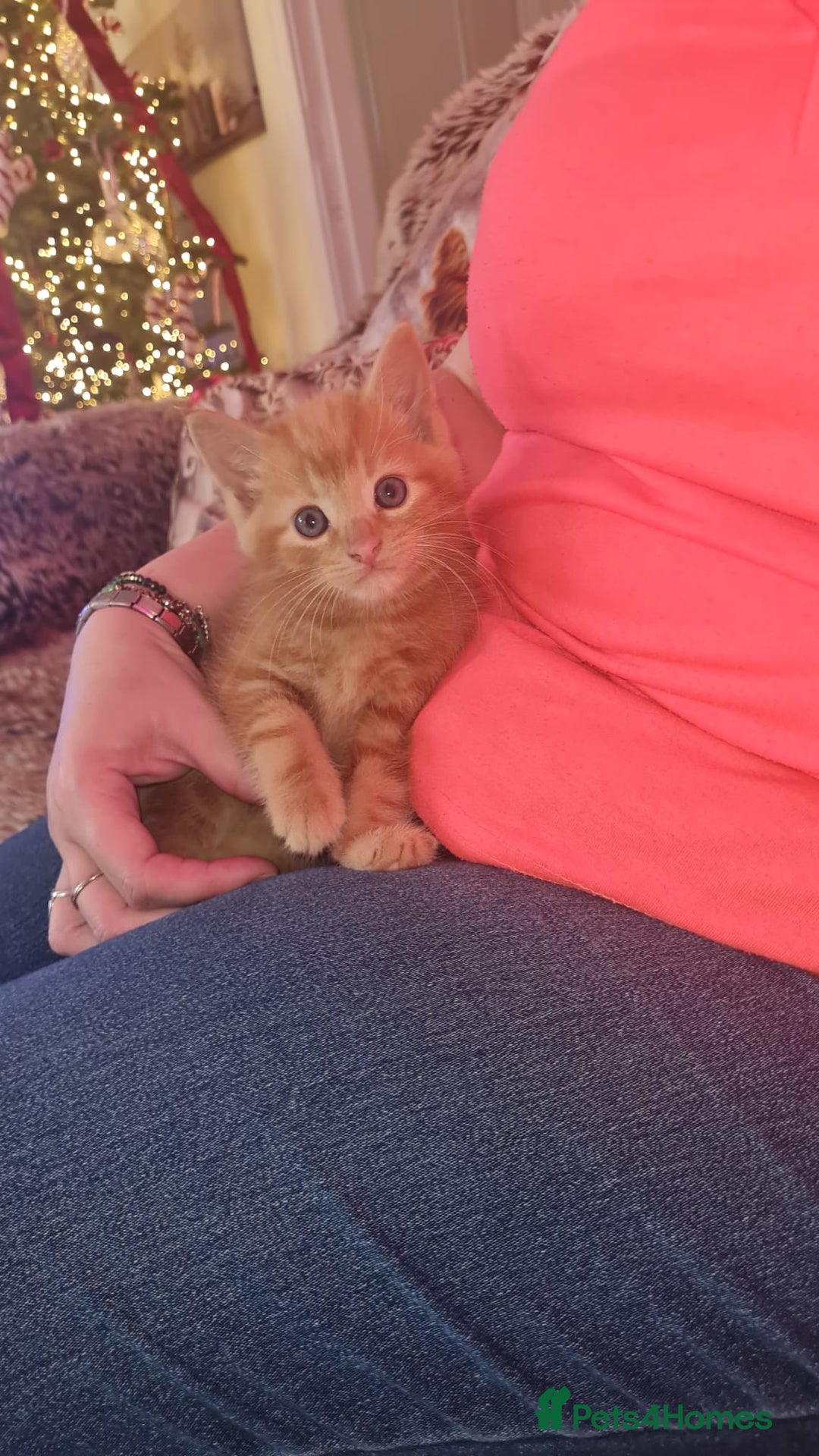 British Shorthair cats for sale: 🐾 Beautiful British Shorthair Kittens  - Advert 5