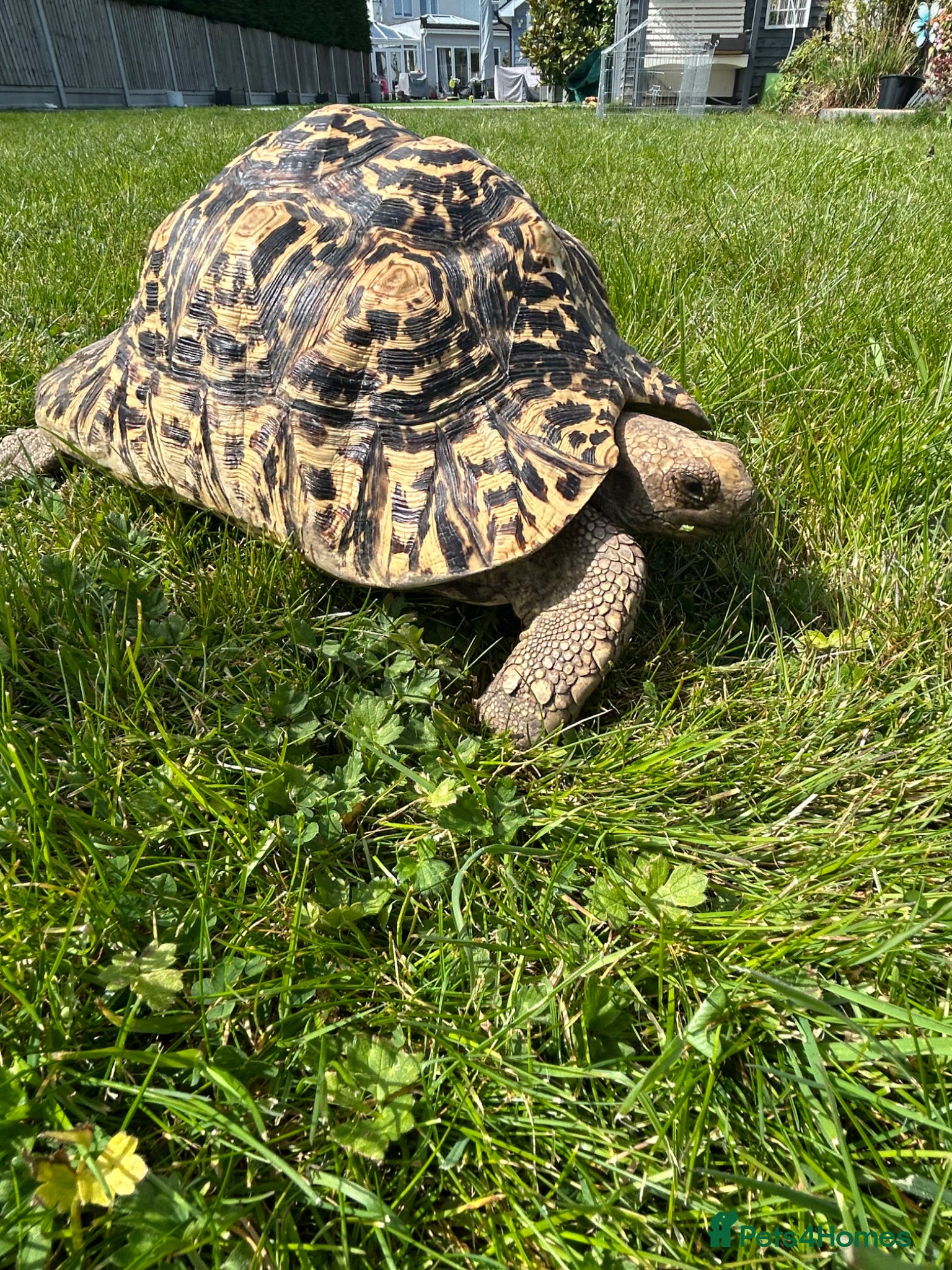 Tortoise reptiles for sale: Leopard Tortoise - Advert 3