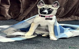 Alaskan Malamute dogs for sale: Alaskan malamute - Image 8