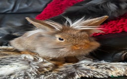 Mixed Breed rabbits for sale: Netherland dwarf and lionhead mixed bunnies - Image 5