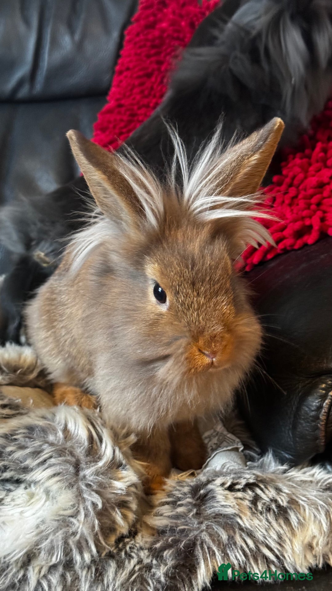 Mixed Breed rabbits for sale: Netherland dwarf and lionhead mixed bunnies - Image 5