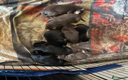 German Shepherd dogs for sale: Straight-topline German Shepherd puppies - Image 23