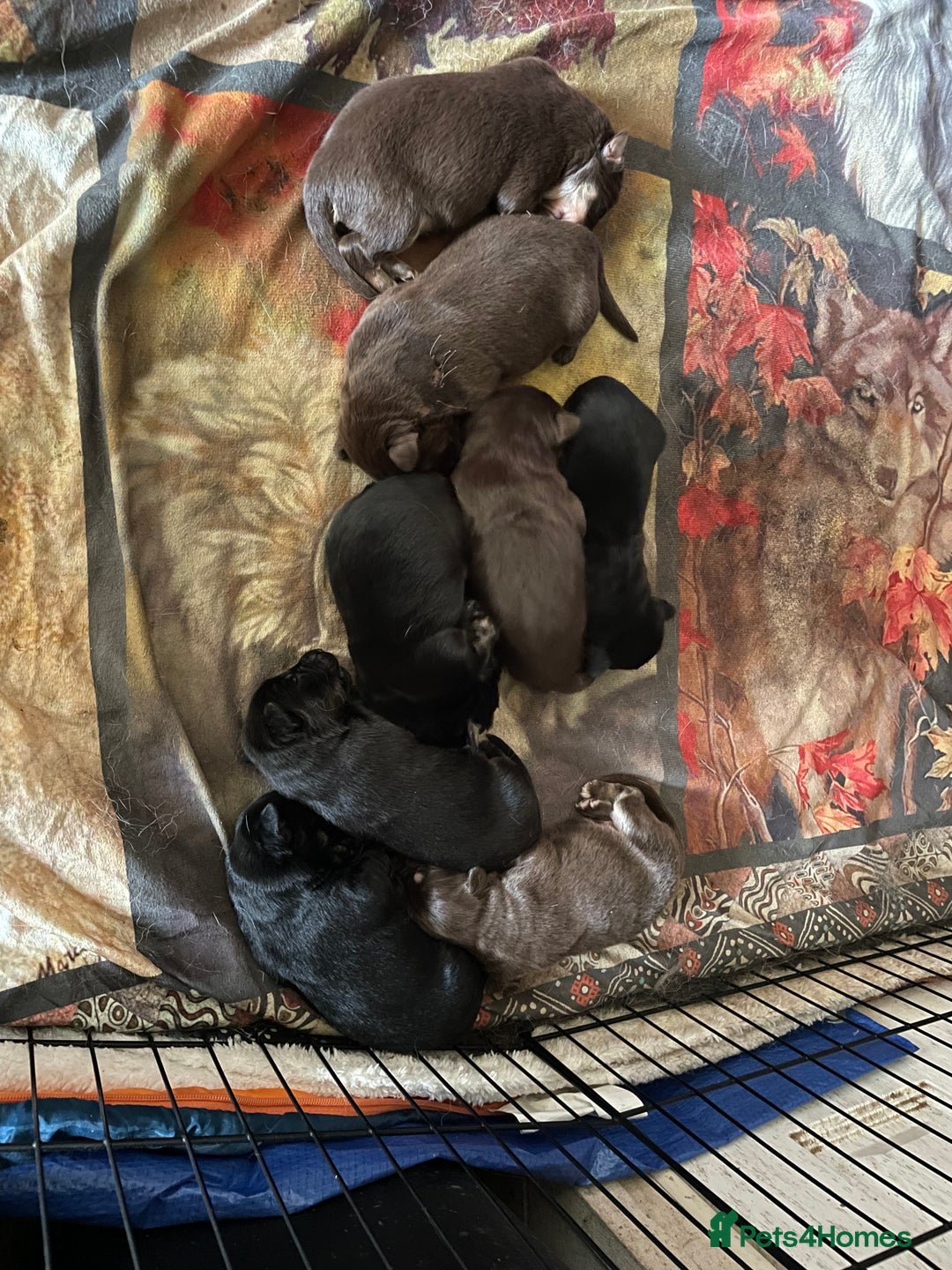 German Shepherd dogs for sale: Straight-topline German Shepherd puppies - Image 23