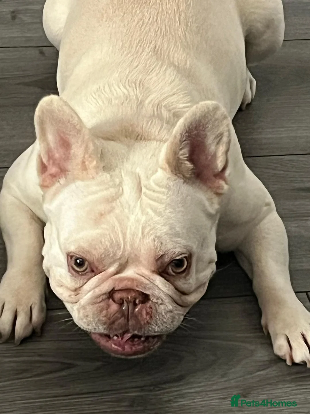 French Bulldog dogs for sale: Frenchie puppy’s  - Advert 2