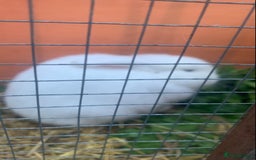 Mini Lop rabbits for sale: Beautiful blue eyed mini lop   - Image 4