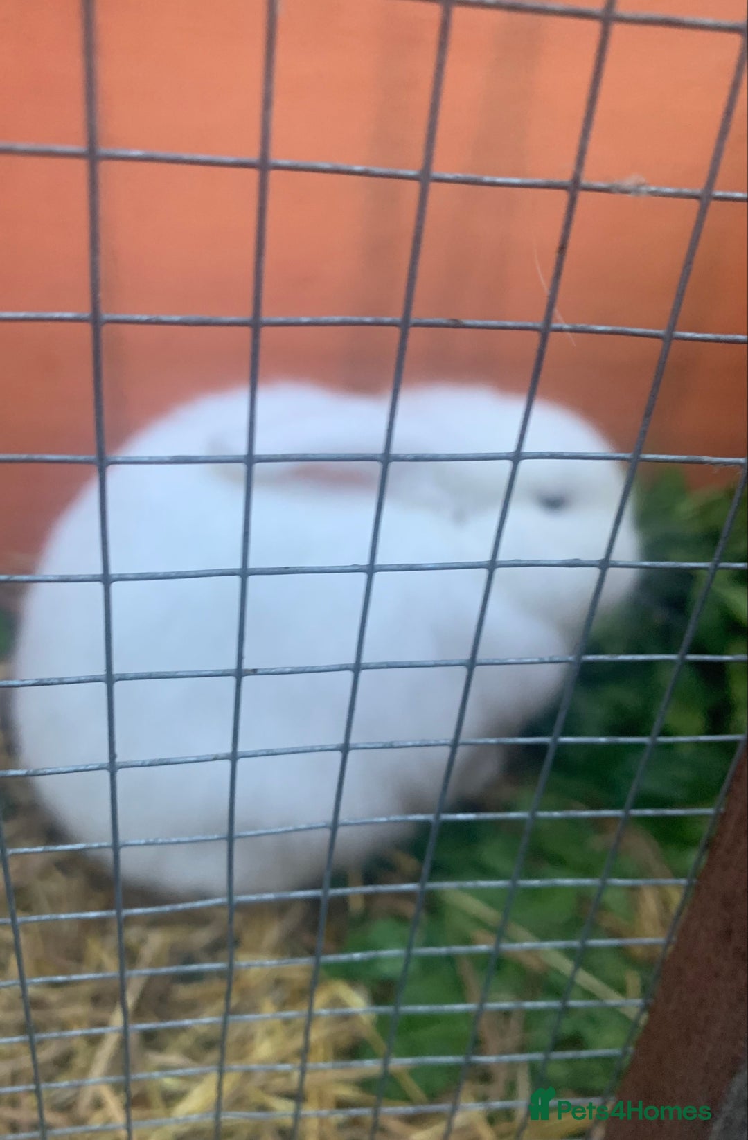 Mini Lop rabbits for sale: Beautiful blue eyed mini lop   - Image 4