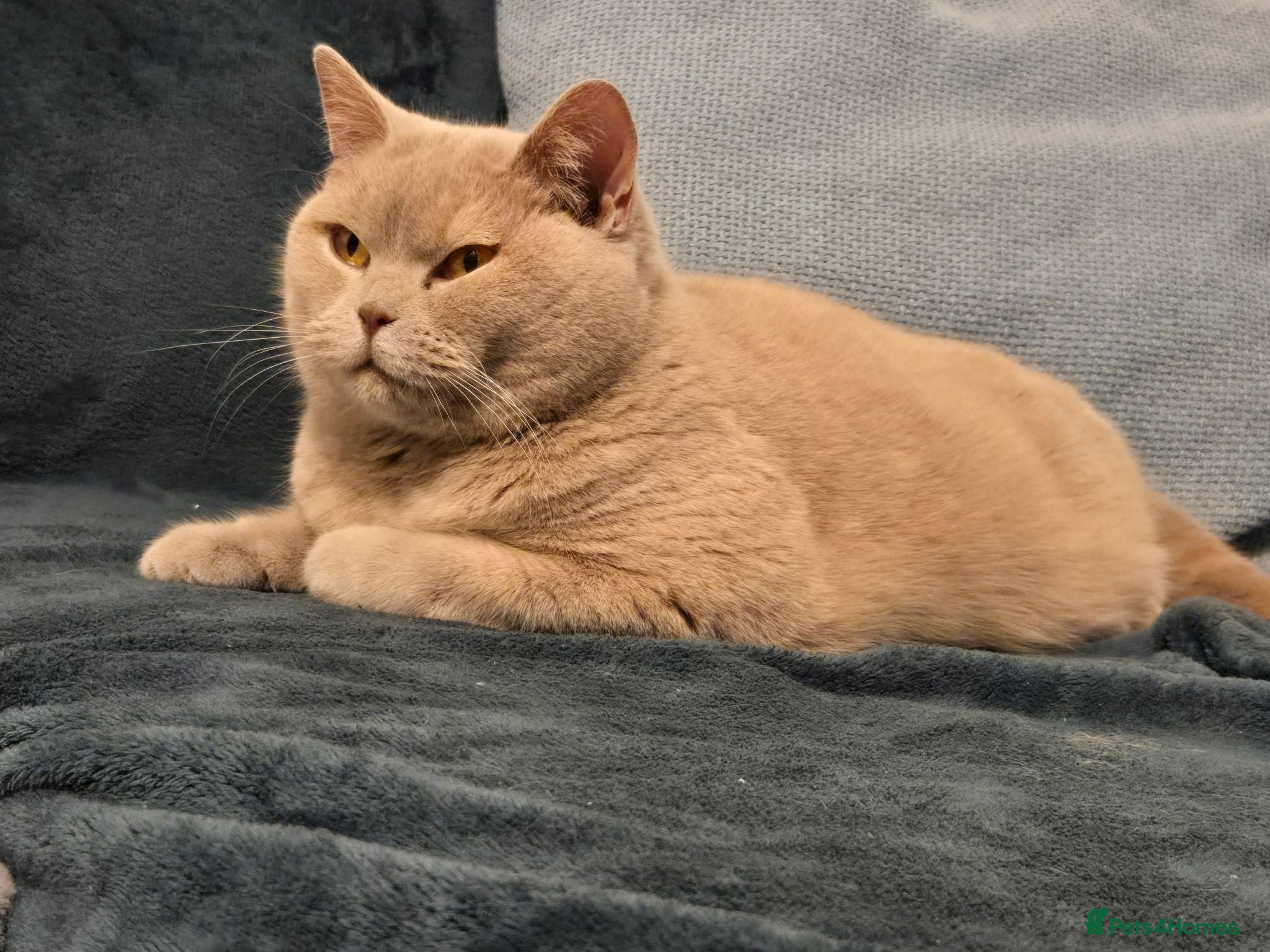 British Shorthair cats Two adult active BSH cats  - Advert 5
