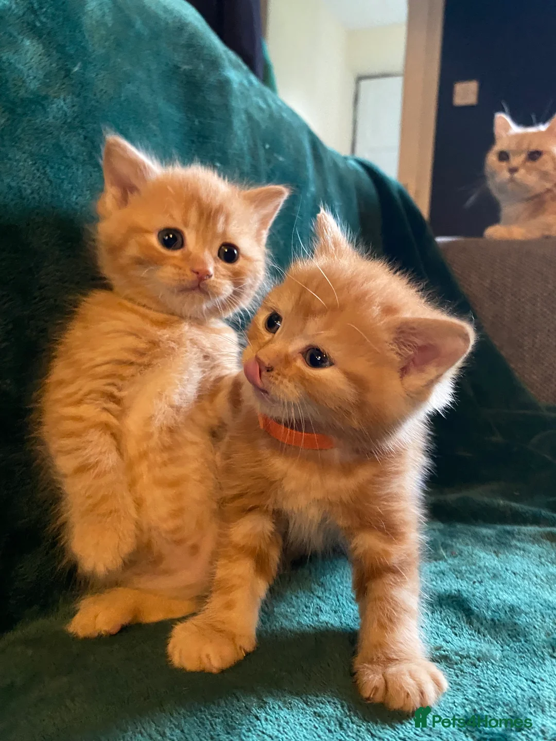 Scottish Fold cats for sale: ALL RESERVED NOW Scottish Straight Ginger Kittens - Advert 9