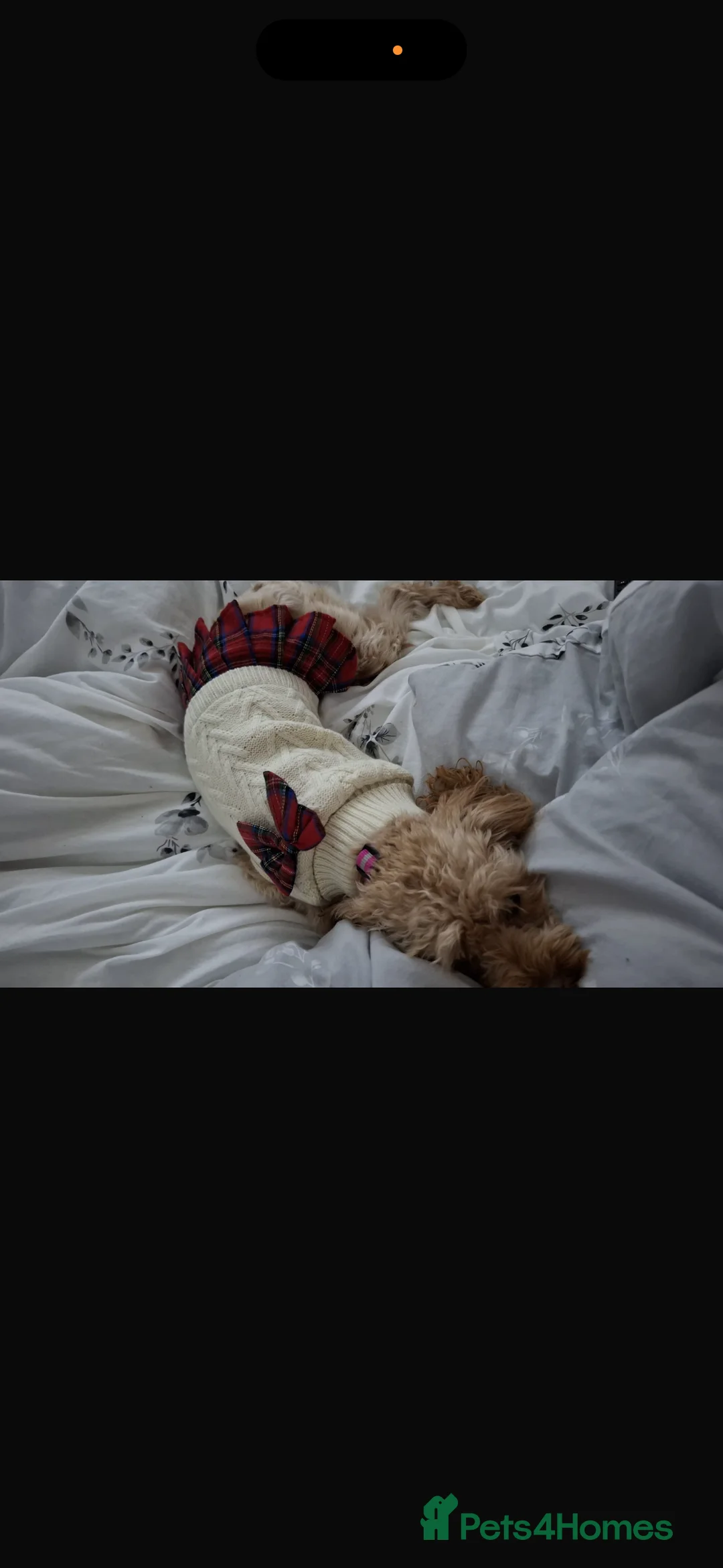 Cockapoo dogs for sale: Cockapoo Girl Puppy  - Advert 9