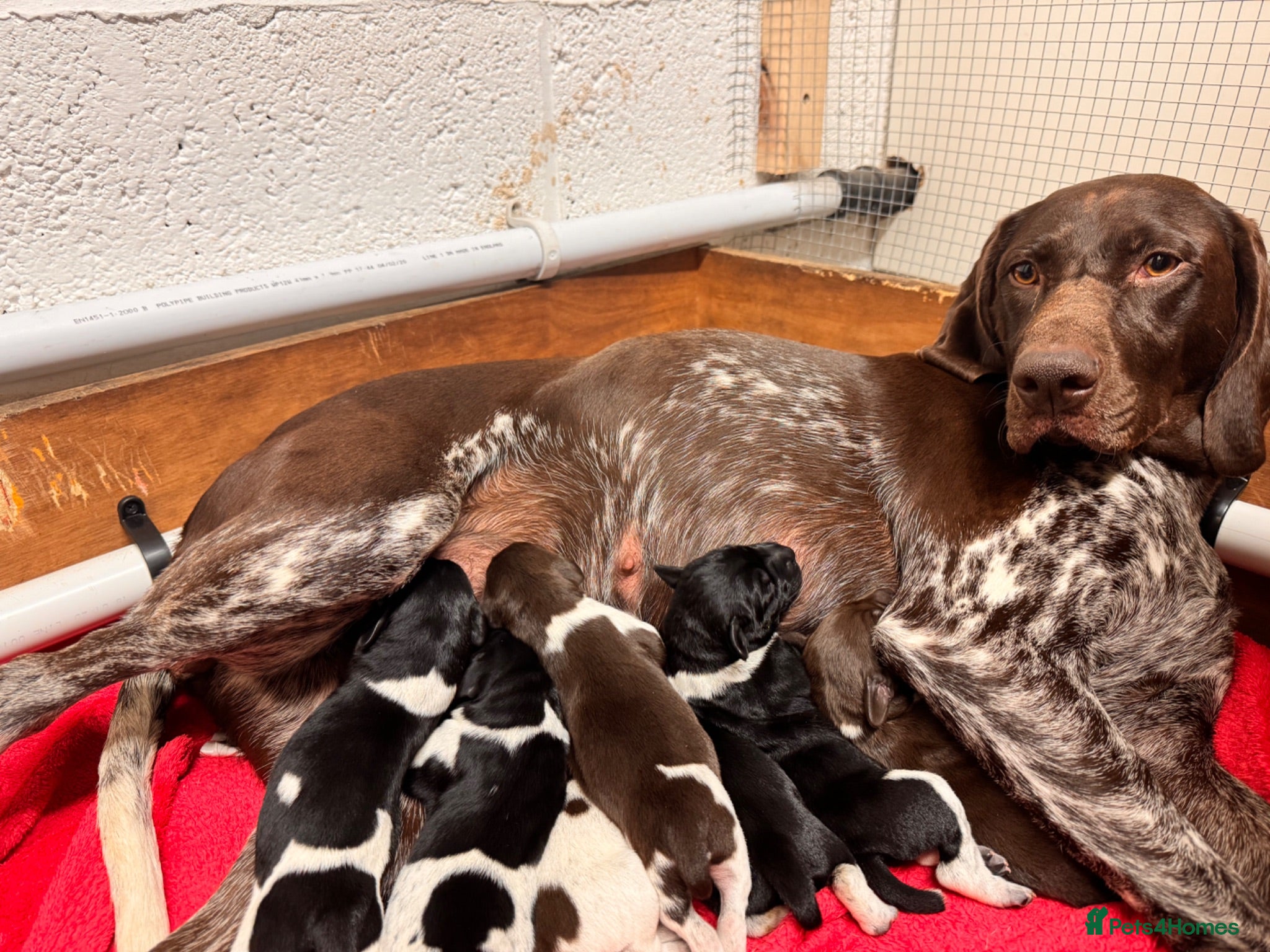 German Shorthaired Pointer dogs KC registered German shorthairs pointers for sale  - Advert 1