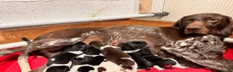German Shorthaired Pointer dogs for sale: KC registered German shorthairs pointers for sale  - Advert 1